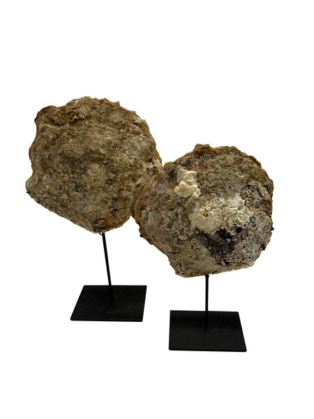 Contemporary Indonesian Set of Two Oyster Shells on Stands